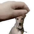 a person is petting a small dog 's head .