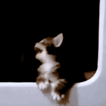 Dramatic Cat GIF - Dramatic Cat GIFs