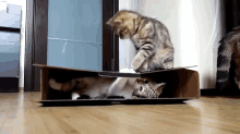 Rocky The Cat Guards His Favorite Box GIF - Cat Funny Cute GIFs