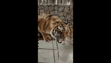 tiger roar growl big cats angry tiger
