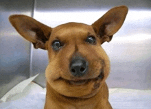 a brown dog with a big smile on its face