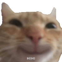 a close up of a cat 's face with the words `` hhh '' written on it .