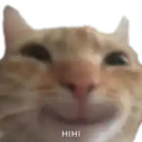 a close up of a cat 's face with the words `` hhh '' written on it .