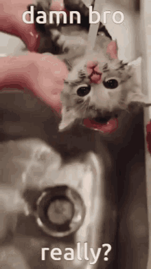 Cats GIF