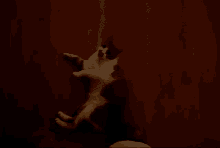 a person is petting a white cat with a black collar