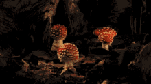 Mushroom Fungus GIF - Mushroom Fungus Nature GIFs