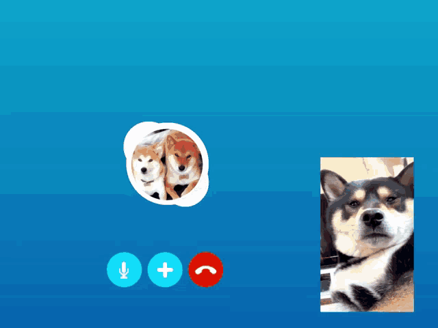 Shiba Max Shibenation GIF - Shiba Max Shibenation Shiba Skype GIFs