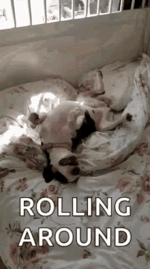 bullterrier rolling around lazy toet dog