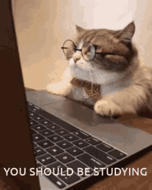 You Should Be Studying Cute Cat GIF - You Should Be Studying Cute Cat Studying GIFs