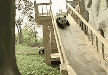Panda Panda Slide GIF - Panda Panda Slide GIFs