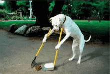 good job attaboy cleaning good dog cool