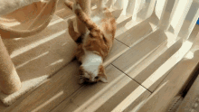an orange and white cat is laying on its back on a wooden floor