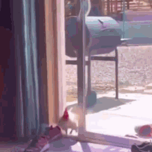 Wake Up Call Rooster GIF