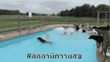 สระ หมา ลัลล้า โดดน้ำ GIF - Pool Dog Water Jump GIFs