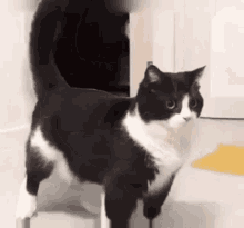 Dancing Cat GIF - Dancing Cat Meme GIFs