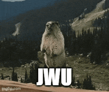 a groundhog is standing on its hind legs in front of a mountain with the words jwu above it .