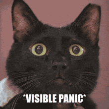 Cat Panic GIF