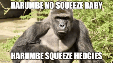 Harambe, Advance, gorilla, Giphy, hashtag, Leash, Internet meme