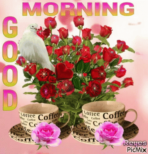 good morning red roses