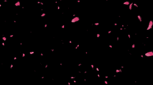 pink petals falling on a black background in slow motion