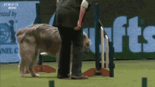 Kratu Pole Dance GIF - Kratu Pole Dance Funny Dog GIFs