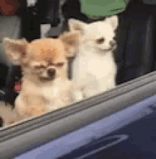 Dog Not A Morning Person GIF - Dog Not A Morning Person Over It GIFs