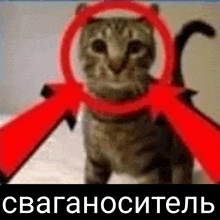 a cat with horns is surrounded by red arrows and has the word ' swag ' on the bottom