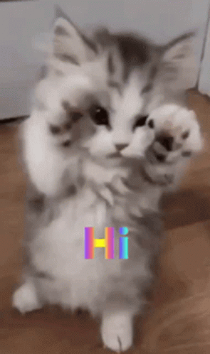 Hi Cute GIF - Hi Cute Kitten - Discover & Share GIFs