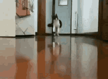 Cat Running Away GIF - Cat Running Away Escape GIFs