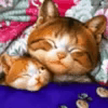 Cat Blinking GIF - Cat Blinking Cuddle GIFs