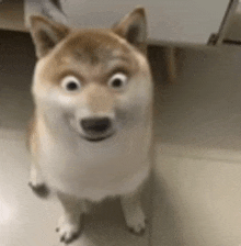 Surprised Dog GIF - Surprised Dog Meme GIFs