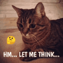Thinking Cat GIF - Thinking Cat - Discover & Share GIFs in 2023