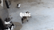 a group of cats are playing with a raccoon and the raccoon is called qubic