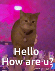 Cat Cat Meme GIF - Cat Cat Meme Hello GIFs