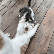 two cats are playing on a wooden floor