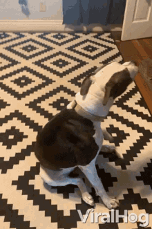 Sit And Spin Doggie GIF