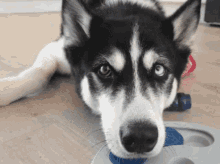 Hanzo Hanzo Husky GIF - Hanzo Hanzo Husky Hanzo Husky Look GIFs