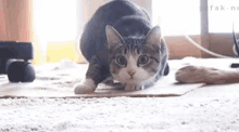 a cat is standing on its hind legs on a rug .