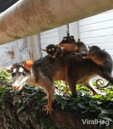 mamma mommy kids carrying babies cute animals