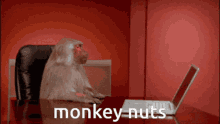 Super Cute Monkey Wholesome GIF - Super Cute Monkey Wholesome Wholesome Chungus GIFs