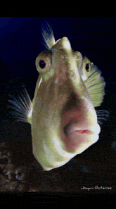 a picture of a fish taken by jorquis g. tarras