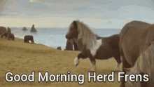 good morning herd good morning herd frens herd