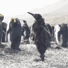 Shake It Off Viralhog GIF - Shake It Off Viralhog Dry Off GIFs