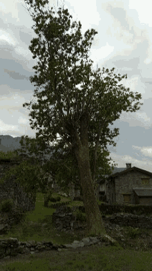 Big Tree Tree GIF - Big Tree Tree Colico GIFs
