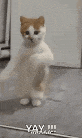 a white and orange cat is dancing on a wooden floor with its arms outstretched .