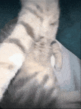Cat Rizz Cat Rizz Meme GIF - Cat Rizz Cat Rizz Meme With Rizz GIFs
