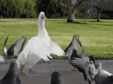 Goose GIF - Goose Birds Moves GIFs