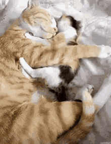 Hugs Cat GIF - Hugs Cat Cats GIFs