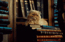 Crookshanks Cat GIF - Crookshanks Cat Books GIFs