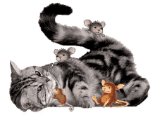 Cat Mouse GIF - Cat Mouse GIFs